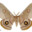 TrashMoth
