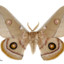 TrashMoth