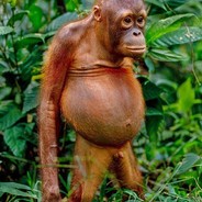 justin monkey pet