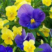 °•★Anchytka★•°