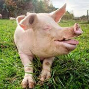 ебло утиное