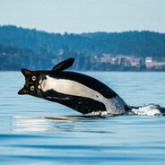 KOTATKA - steam id 76561198081099522