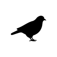 the pigeon guy