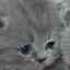 gatonto