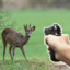 hunts with handgun