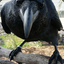 The_Crow