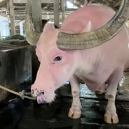 拉你一把是兄弟，拉你