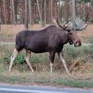 Mangy Moose