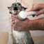 Dusch katt
