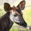 okapi