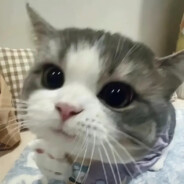 别欺负小猫宝宝