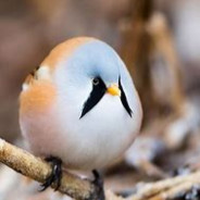 birdiscool1