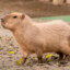 Capybara