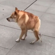 Пёс Сутулый