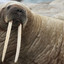 Walrus