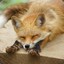 I need a Fox