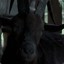 Black Phillip