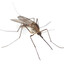 Mosquito #2