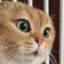 gaming_cat