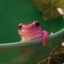 pink frog 62