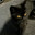 Shapkins Steam avatar