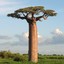 Baobab