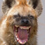 Hyena