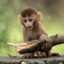 Baby Monkey
