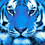 Tigre Azul