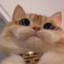 Briiz