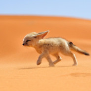 The Desert Fox