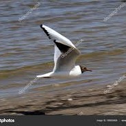 naruto ultimate ninja 5