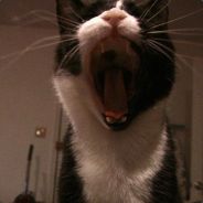 Big Avatar