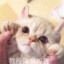 孤独爱吃鱼