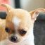 Apple Head Chihuahua Puppy