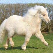 Horse ♥