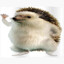Gaardsøe