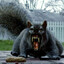 Angry Squirrel