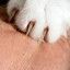 Deadly Paw