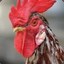 Horny Rooster