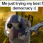 Hamster Democratico