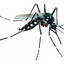 8 Bilhões de mosquitos