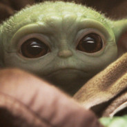 Енот импотент