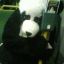 optimus_panda