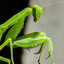 MANTIS