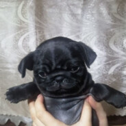 какаю по таймеру