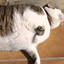 GatObeso
