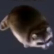mapache