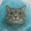 Gato_Congelado