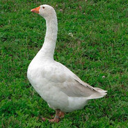 Анатолий ПВО